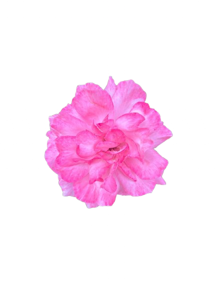 Estrela